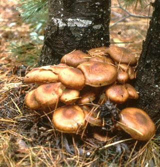 HIDDEN GIANT: A small outcropping of honey mushrooms on the surface hide the largest known organism on Earth, a fungus infesting the woods of eastern Oregon. Image: USDA FOREST SERVICE, PACIFIC NORTHWEST RESEARCH STATION